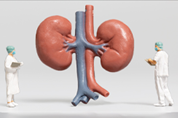 Kidney diseases myths that need to be busted