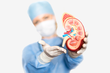 How does Dialysis act as a bridge to a Kidney Transplant?