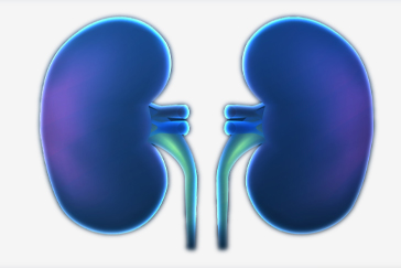 Chronic Kidney Disease: Getting familiar with the most common types