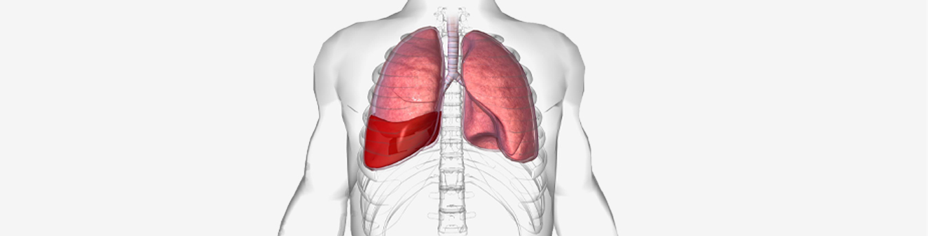 Getting familiar with common conditions that affect the Lungs