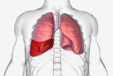 Getting familiar with common conditions that affect the Lungs
